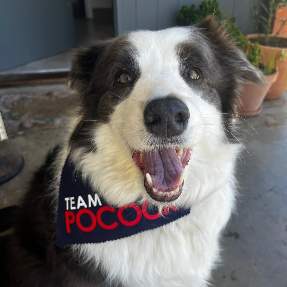 LIMITED EDITION - Team Pocock Pet Collar Bandanas