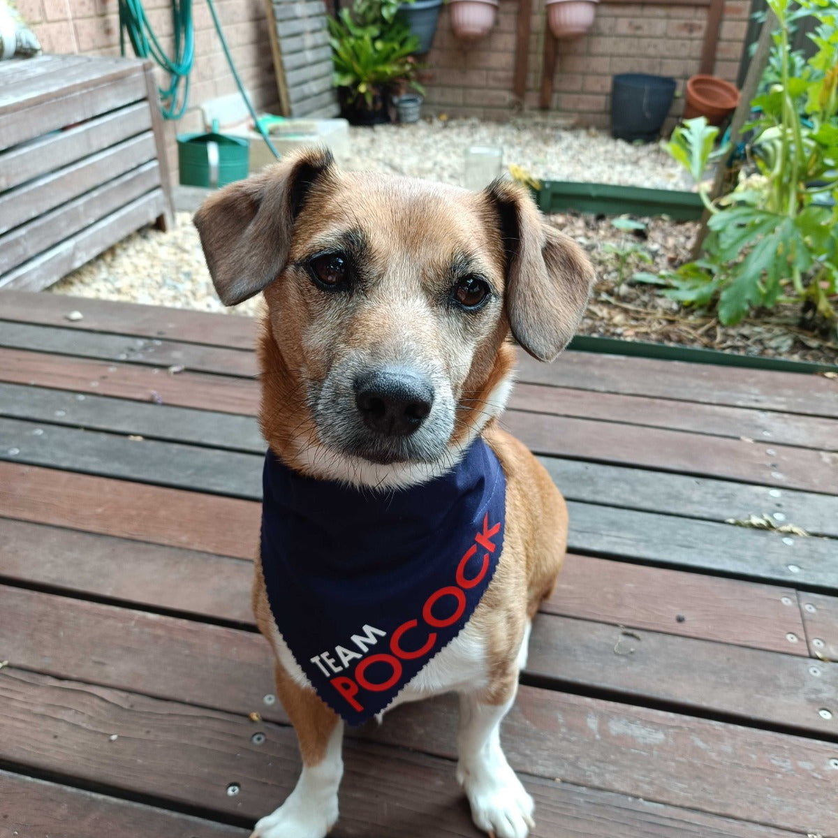 LIMITED EDITION - Team Pocock Pet Collar Bandanas